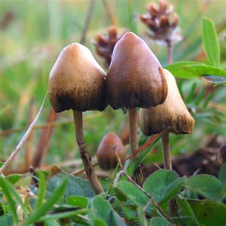 Psilocybin Mushrooms
