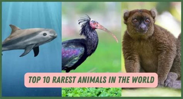 The Rarest Animals On Earth