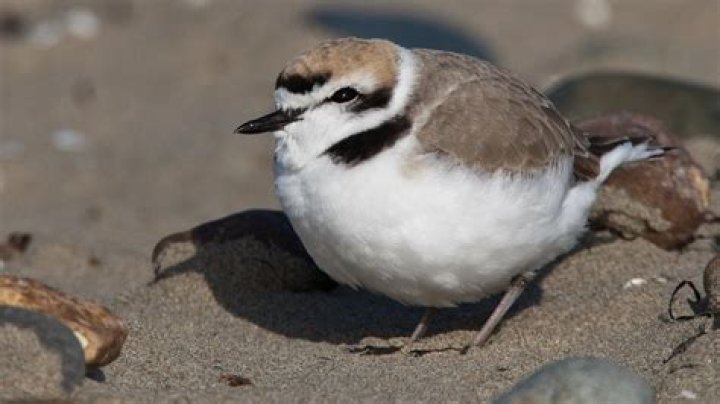 Western Snowy Plover