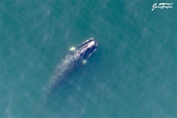 Whale Explodes On The Beach